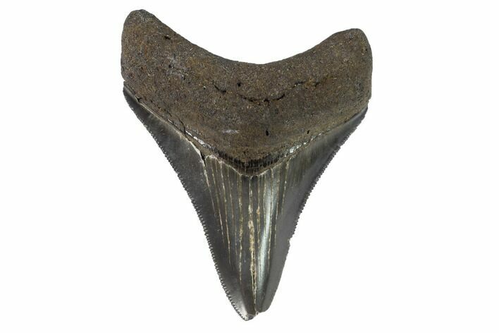 Serrated, Juvenile Megalodon Tooth - Georgia #91130